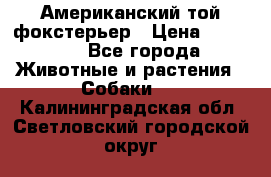 Американский той фокстерьер › Цена ­ 25 000 - Все города Животные и растения » Собаки   . Калининградская обл.,Светловский городской округ 